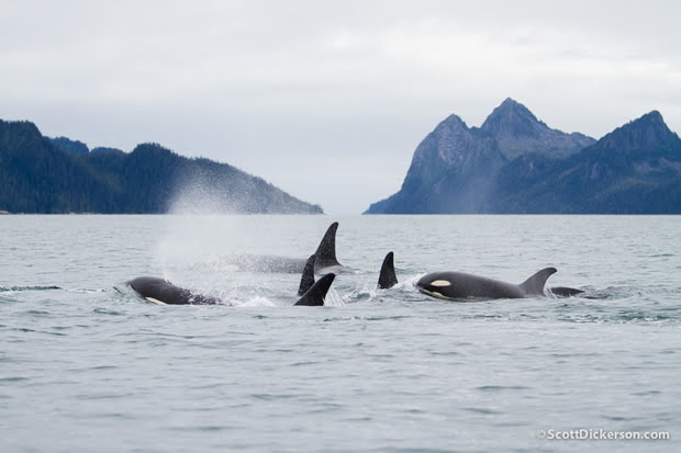 How does it feel to surfing alaska?