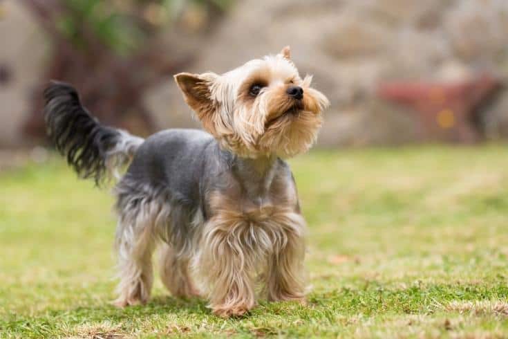 Teddy Bear Haircut Yorkie