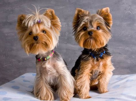 Teddy Bear Haircut Yorkie