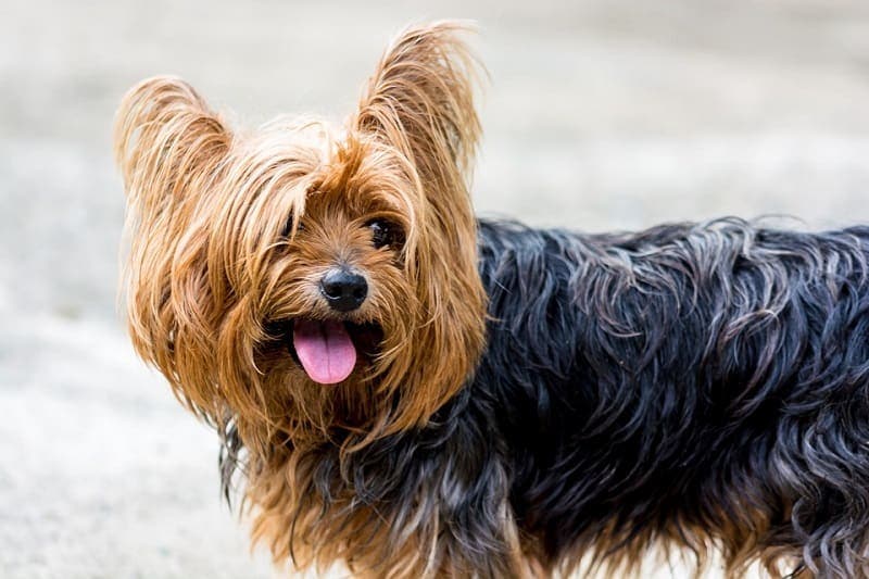 Teddy Bear Haircut Yorkie